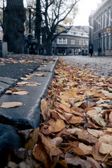Atmospheric image of dead leaves on the road and sidewalk in the city with a low viewing point.