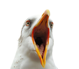 The seagull opened its mouth wide, sticking out its tongue isolated on transparent background. Blank for meme, artwork