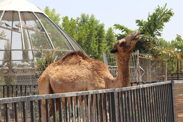 camel in the zoo