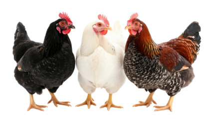 Three chicken isolated on transparent background
