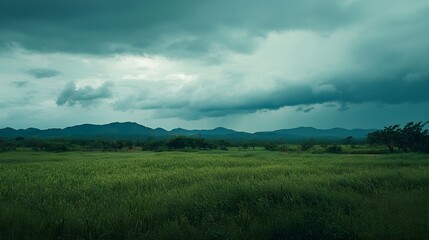 Fototapeta premium A serene landscape during the rainy season, featuring lush green fields under a cloudy sky, with ample copy space for text