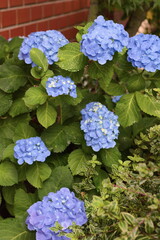 Hydrangea flowers background