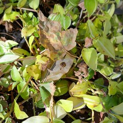 butterfly on a leaf