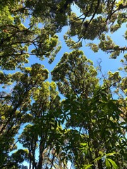 Trees in the cold forests of Costa Rica
