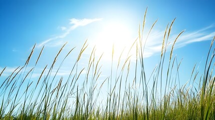 Fototapeta premium Gentle breeze swaying tall grass under a clear blue sky, creating a serene landscape