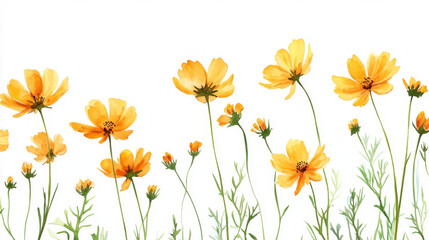 Beautiful yellow flowers, painted with watercolors, stand out against a white background.