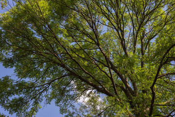 Fototapeta premium tree branch texture forest background natural