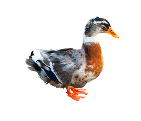 Silver appleyard duck isolated