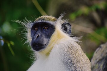 portrait of long tailed macaque