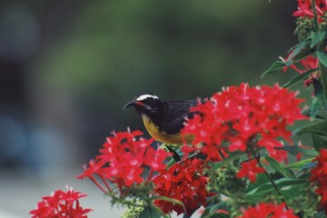 bird on a branch