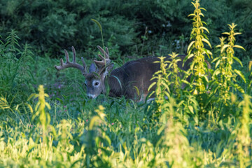 Whitetail Deer