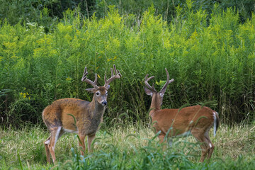 Whitetail Deer