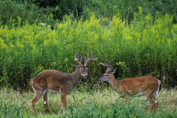 Whitetail Deer