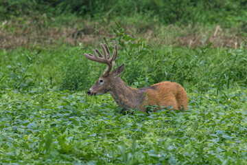 Whitetail Deer