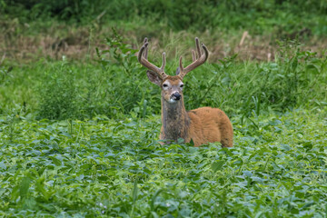 Whitetail Deer