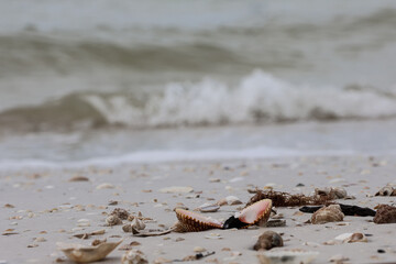 Shells and waves