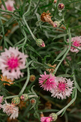 Pink wild bachelor button flowers in bloom with soft focus green background.