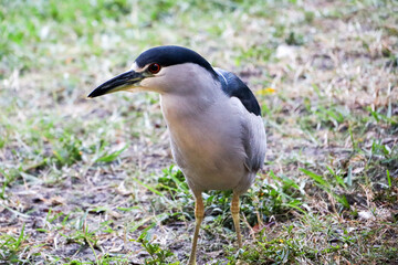 Naklejka premium Night Heron 