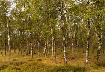 a forest with many birch trees, birch forest in autumn, autumn colors in the birch forest, many trees, grassland and moss, autumn colors in the forest
