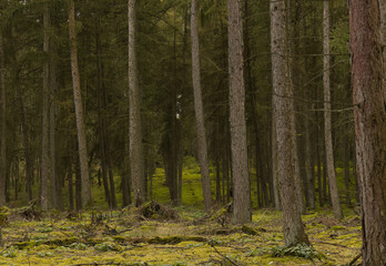 Obraz premium dense dark forest in autumn, dark forest, many trees in autumn, conifers in the forest, dark coniferous forest, autumn colors, moss on the forest floor