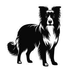 Fototapeta premium Silhouette of a Border Collie