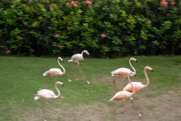 cisnes bajo la lluvia en el parque