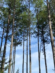 pine tree in the forest