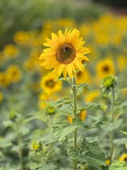 field of sunflowers