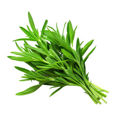 Fototapeta premium Bunch of tarragon isolated on a white background.