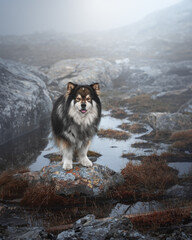 Portrait of Finnish Lapphund dog