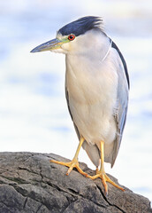 Portrait of a Black-crowned night heron sitting on the rock