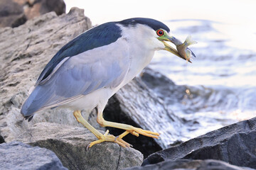Black-crowned night heron sitting on the rock with its fish meal