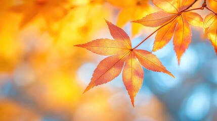 Beautiful red maple leaves glowing in the autumn sun