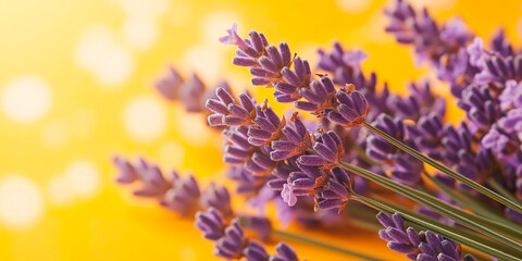 Close-up of lavender flowers, yellow background.