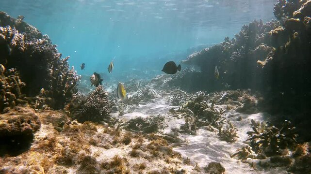 Poissons &eacute;voluant au milieu de coraux dans un lagon d'une &icirc;le tropicale de l'oc&eacute;an indien