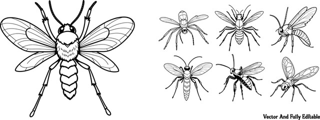 Tarantula Hawk hand-drawn coloring page and outline vector design
