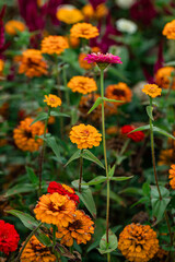 Zinnia flowers in bloom with color garden background