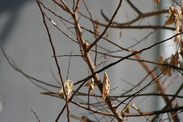 branches of a tree