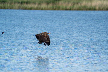 american sea eagle in flight