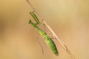 Mantis - Mantis religiosa green animal sitting on a blade of grass in a meadow. Wild foto