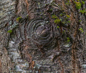 Old tree bark texture with a knot in the shape of an eye.