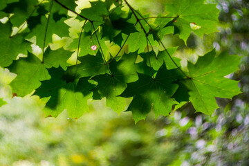 Maple leaves on a branch with shadows and highlights with a blurred background.