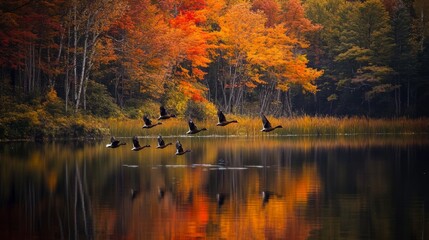 Obraz premium Ducks Flying Over Autumnal Lake With Colorful Trees in Background