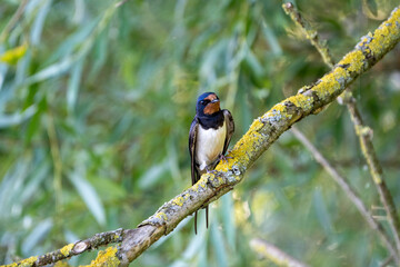 swallow on a branch