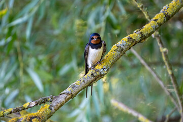 swallow on a branch
