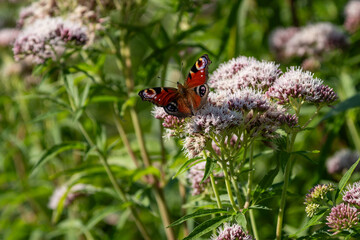 butterfly on a flower