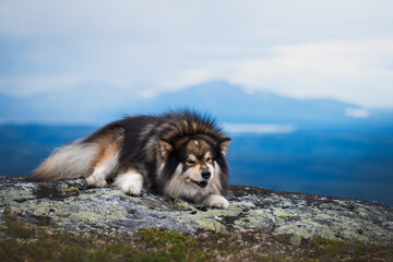 Portrait of Finnish Lapphund dog