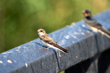swallow on a branch