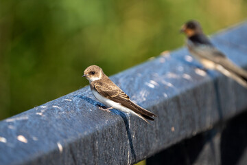 swallow on a branch