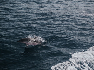 Naklejka premium Dolphin in Sicily